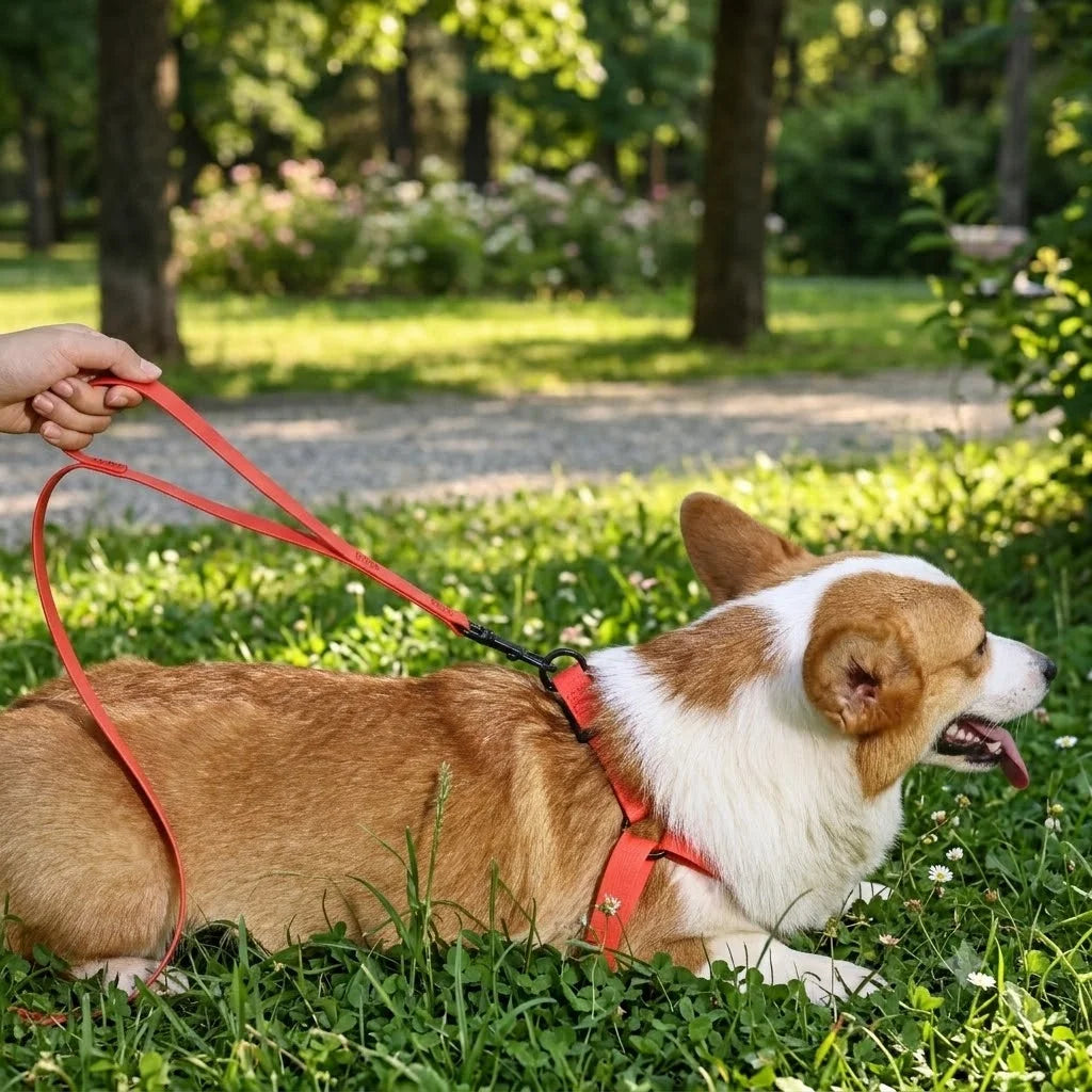 Adjustable Dog Outdoor Training Set